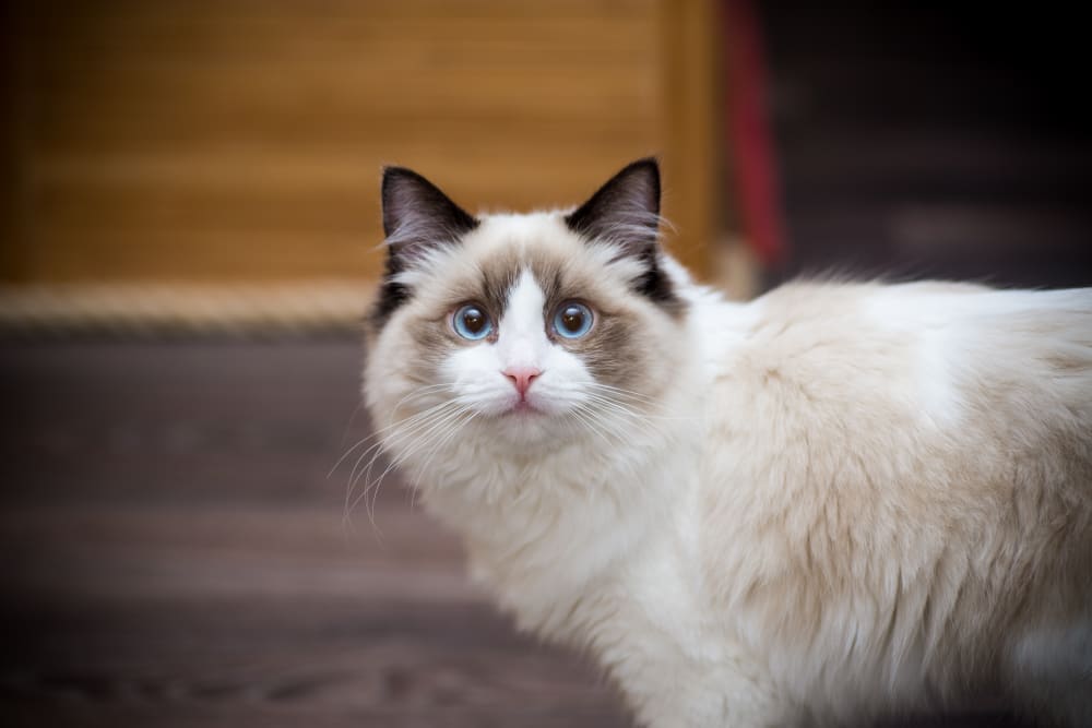 Ragdoll, Los Angeles Vets