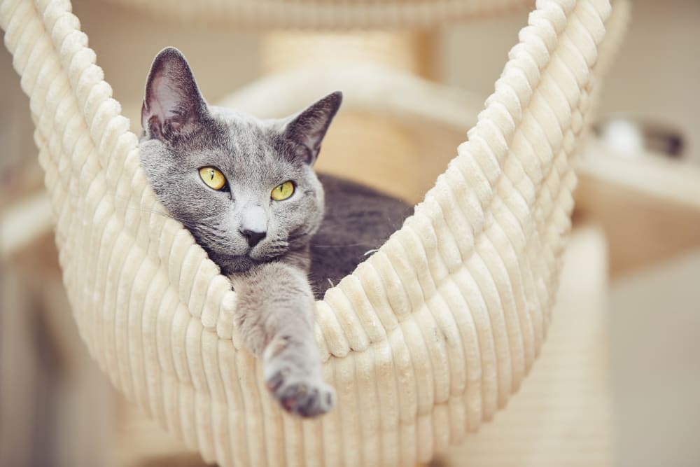 Russian Blue, Los Angeles Vets