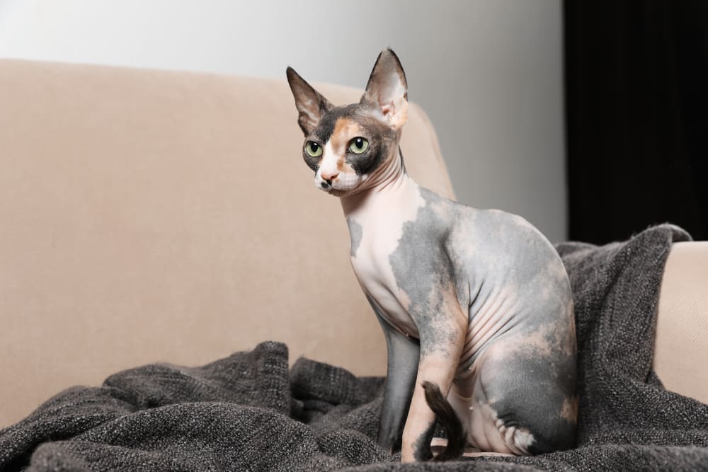 Sphynx, Los Angeles Vets